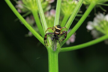 xysticus kochi spider macro photo