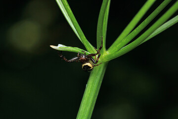 xysticus kochi spider macro photo