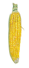 Corn Maize Sweet yellow vegetable Hand painted hand drawn food illustration Great for cookbook, recipes, menus, farmers market poster. Colorful food png clipart 