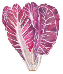 Obraz premium Radicchio pink italian vegetable Hand painted hand drawn food illustration Great for cookbook, recipes, menus, farmers market poster. Colorful cabbage 