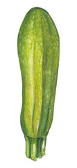 Green  zucchini  png vegetable Hand painted hand drawn food illustration Great for cookbook, recipes, menus, farmers market poster. Colorful zucchini