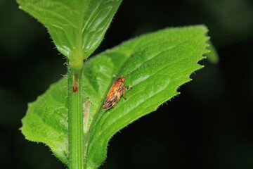 glassy winged sharpshooter insect macro photography