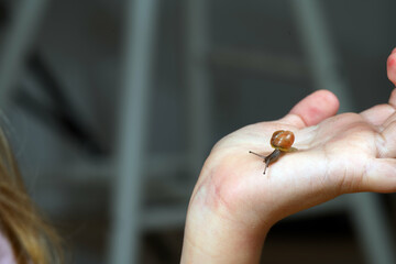 Eine kleine Schnecke läuft über die Hand eines Kindes und erkundet die Umgebung