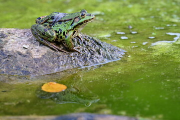 Kleiner Frosch mit einem Blatt auf dem Rücken auf einem Stein mit Spiegelung im Wasser