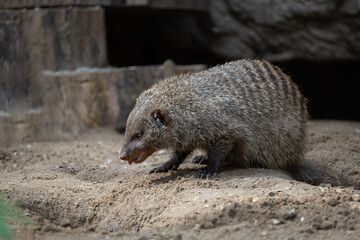 Banded Mongoose, group with baby, Mungos mungo