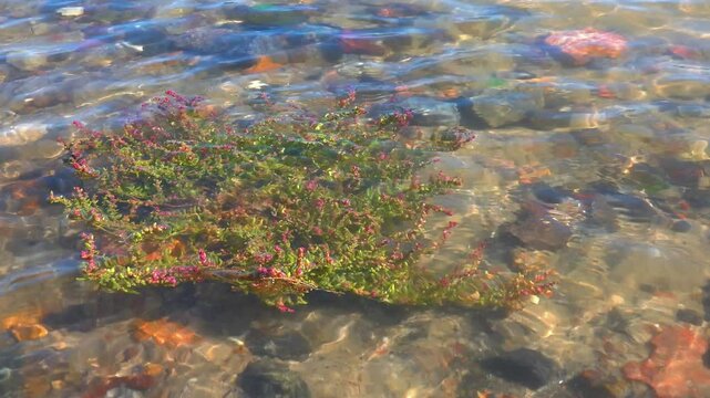 Black Sea, salt-tolerant succulent plant Salicornia grows on the water's edge and is periodically flooded with salt water