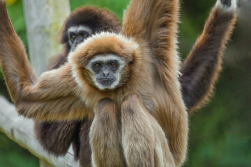 lar gibbon white-handed gibbon, an endangered primate in the gibbon family