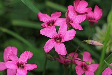 slender speedwell flower macro photo