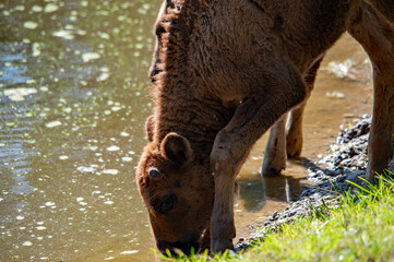 Junger Europäischer Bison trinkt in den Donau-Auen