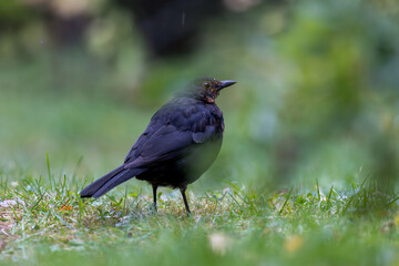 Young blackbird closeup in the grass on a rainy day, high detail