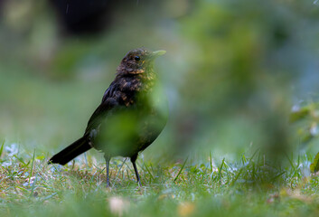 Young blackbird closeup in the grass on a rainy day, high detail