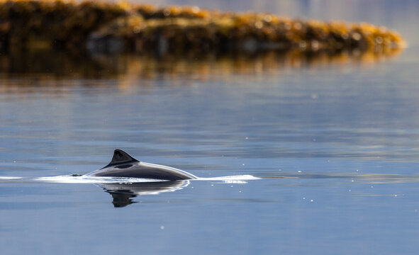 Harbour porpoise breaching the surface in a Norwegian fjord