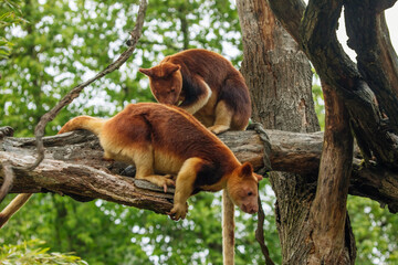 Goodfellow's Tree Kangaroo, portrait of very cute rare red animal.