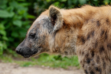 portrait of spotted hyena selective focus in detail.