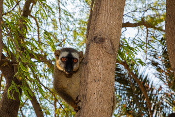 Red-bellied Lemur - Eulemur rubriventer, Cute primate.