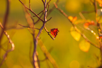 A solitary, withered leaf caught in a delicate spider’s web against a soft-focus autumn backdrop