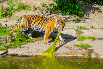 critically endangered Sumatran tiger