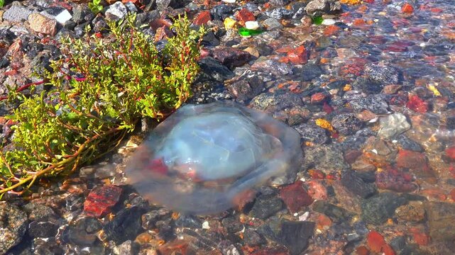 Dead jellyfish Rhizostoma pulmo washed up on a rocky shore, Black Sea