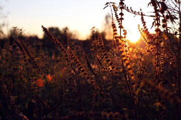 the setting sun shines through the tall grass of the field, from which only her silhouette is...