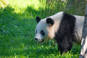 Obraz premium cheerful playing pandas on green lawn