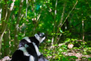 Fototapeta premium Black and white Ruffed Lemur closeup