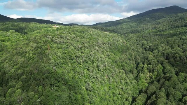 Turkey Black Sea magnificent forests. Black Sea Erfelek Tatlıca Waterfalls Forests. Hornbeam, oak and beech forests