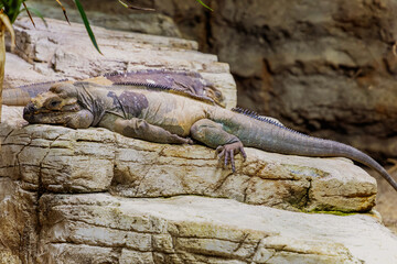 Rhinoceros Iguana. Big lizard