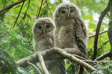 Close up great gray owl