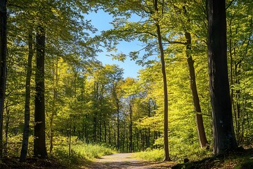 Sunlight shining through trees in a lush green forest. Tranquil and serene nature scene.
