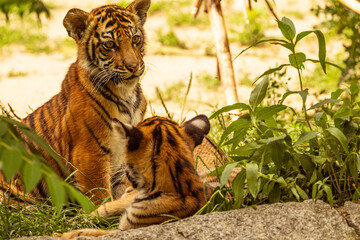 Tiger cubs playing with his mother,sumatra tiger Panthera tigris