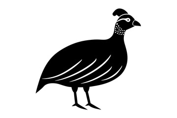 pheasant isolated on white