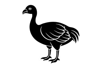 illustration of peacock