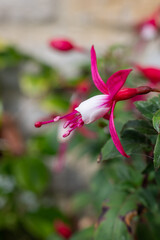 Close up of a pink and white fuchsia