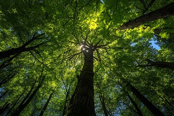 Fototapeta premium Sunlight Shining Through Canopy of Trees in Forest