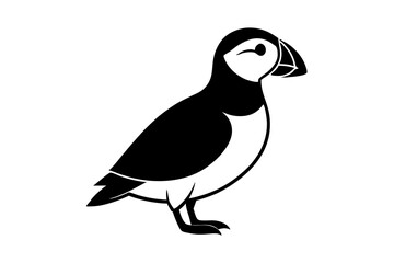 black and white bird