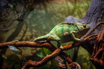 A large green chameleon crawls very slowly along a branch, a water park or a zoo, a hall with lizards