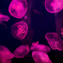 There are a lot of jellyfish in the water. The underwater world in the aquarium