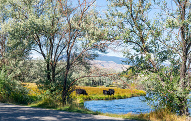 Cows graze at the lake in Cody, Wyoming, USA. Russian olive trees in the foreground and mountains...