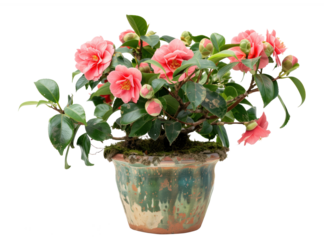 A pink flower plant in a green pot