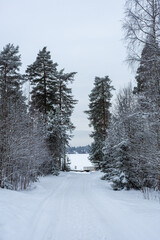 Snowy forest nearby the Rusutjarvi frozen  lake, Finland