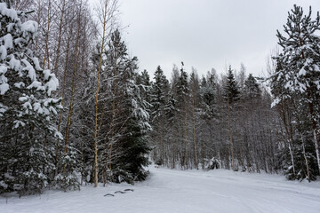 Snowy forest nearby the Rusutjarvi frozen  lake, Finland