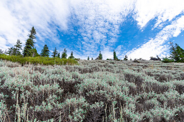 Looking up a meadow in a clearing in the forest in the Marble Mountain Wilderness in California