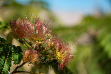 Pink Mimosa Tree Bloom 1. Colorful pink flowers bloom on a mimosa tree.