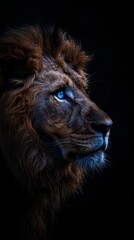 photograph of a wise lion, black background, blue eyes, penetrating gaze, serious, looking into the soul