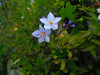 photo de fleurs de faux jasmin