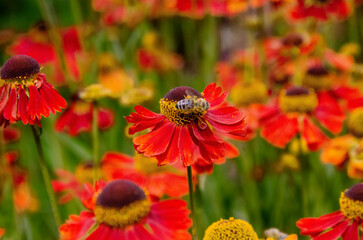 Wetern Honey Bee Apis mellifera on helenium flower