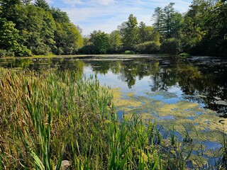lake in the forest