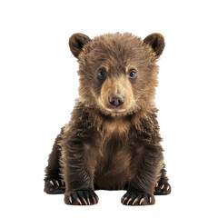 Obraz premium Brown bear cub sitting on a white background, looking forward