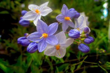 photographie en gros plan de fleurs de morelle faux jasmin, ou de solanum jasminoïdes, aux pétales blanches et bleutées