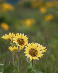 field of sunflowers